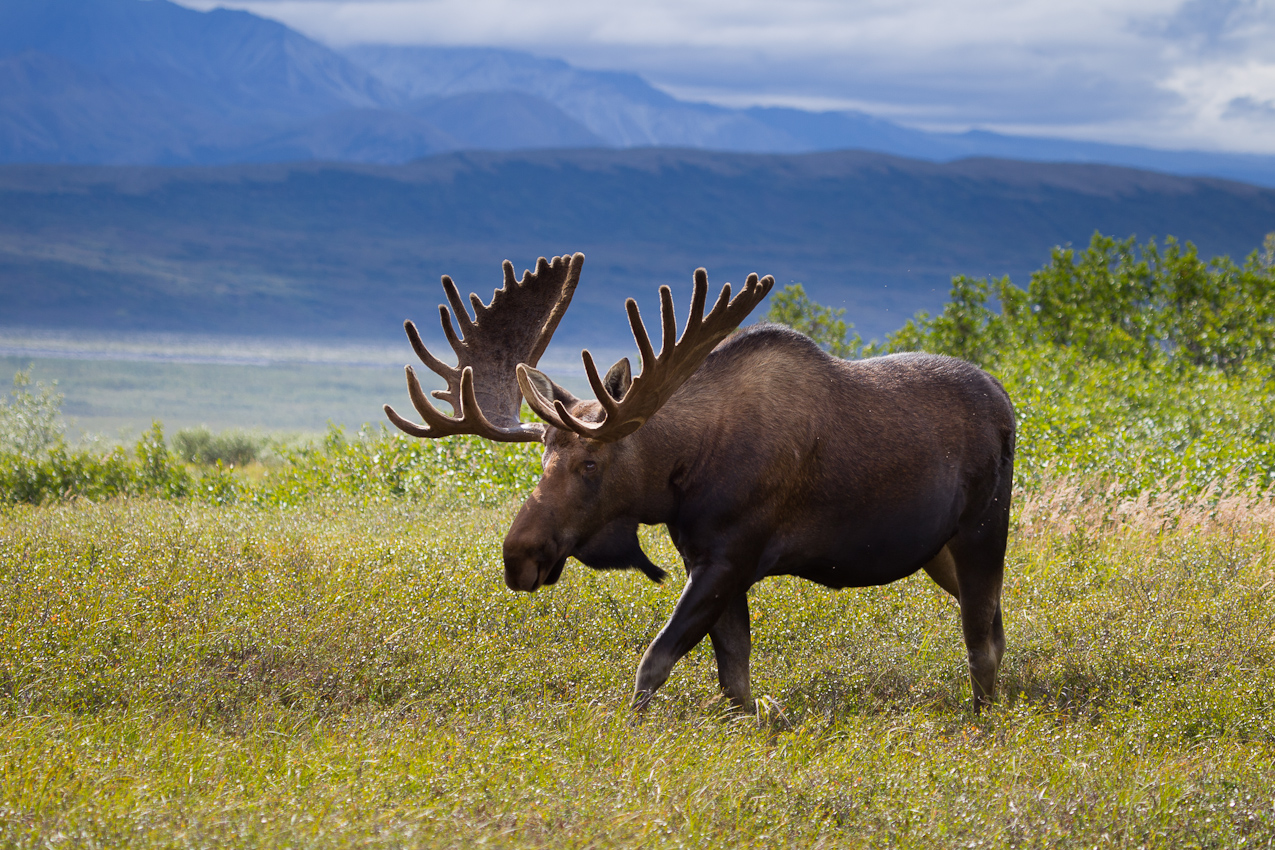 Did You Know These Fun Facts About Alaska? - Travel Hymns