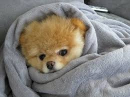 Cozy Puppy